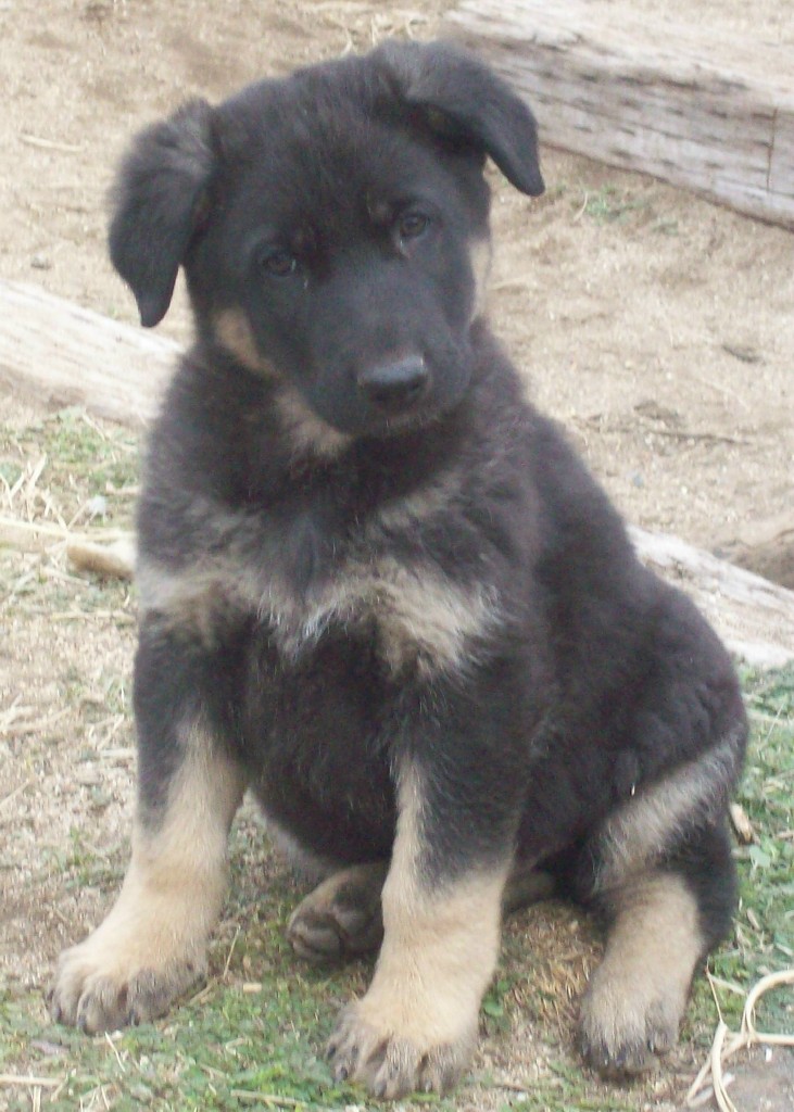 german shepherd puppy care